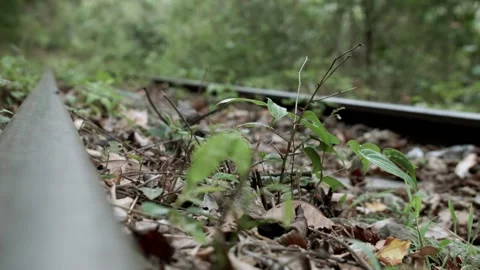 Static shot of plant seedling on abandoned railway tracks with brown leafs Stock Footage 153802396