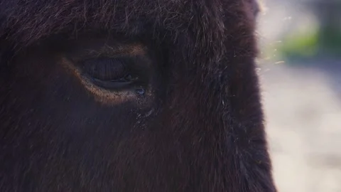 Static shot of Poitou donkey head  Stock Footage 236705714