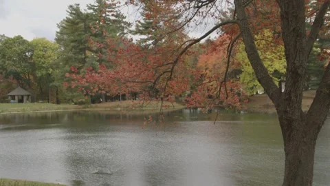 Static shot of pond and fall foliage Stock Footage 304373009