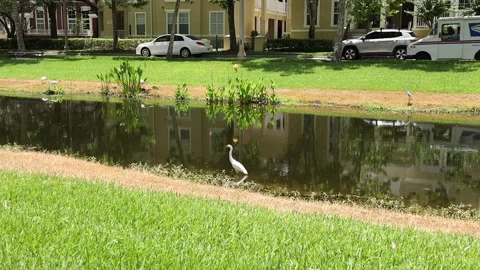 Static shot of pond with birds Video stock 245452664