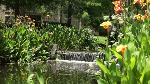 Static shot of pond in park Video stock 245452674