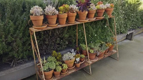 Static shot of a potted plant placed on a minimalist metal shelf Stock Footage 313414946