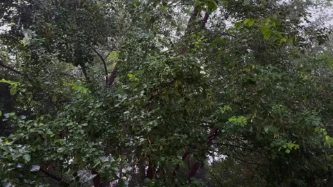 Static Shot of Rain Falling Over Dense Green Trees During Monsoon Stock Footage 342590068