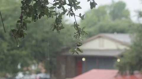 Static shot of rain on leaves Video stock 93963414