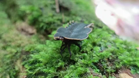 Static shot of a rare Trilobite Beetle (Duliticola) resting on mossy wood Vídeos de archivo 334797658