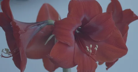 Static Shot of Red Amaryllis Flower Stock Footage
