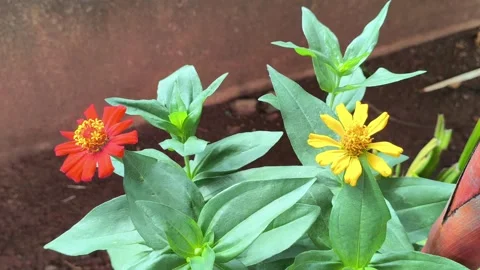 Static Shot of Red and Yellow Zinnia Flowers in Garden Stock Footage 320923029