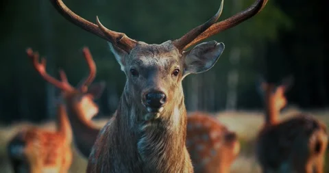 Static shot of a Red deer stag with one strange antler against a background of Stock Footage 140053251