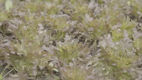 Static Shot of Red Leaf Lettuce (Alface Roxa) Plants in Organic Garden Stock Footage 320633226