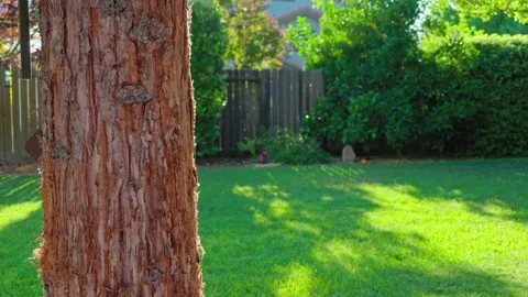 Static shot of a redwood trunk next to a green grass lawn in summer Stock Footage 310689149