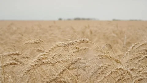 Static Shot of Ripe Golden Wheat Field Blowing in Wind Видео 348192598