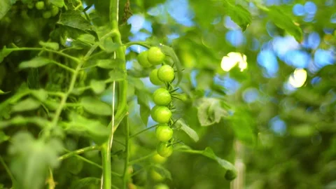 A static shot of ripening green cherry tomatoes on a branch in a greenhouse Stockbeeldmateriaal 257305111