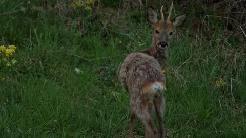 A static shot of a roebuck looking at the camera Stock Footage