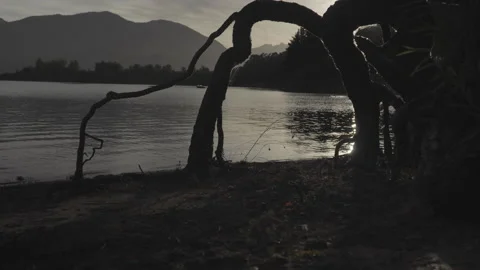 Static shot of root silhouette at the edge of a lagoon, low morning light Stock Footage 234551172