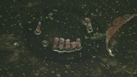 Static Shot of Rusty Metal Posts in Murky Swamp Water with Algae Stock Footage 329455433