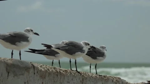 Static shot of seagull birds standing on concrete wall with tropical florida  Stock Footage 140136819