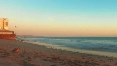 Static shot of seagull walking on the sand to the waterfront at El Matador Beach Stock Footage 137407781