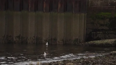Static shot, Seagulls beside Weathered Harbour Wall in Coastal Water 库存影片 341774361