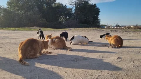 Static shot of several stray cats eating on sunny ground Stock Footage 320335474