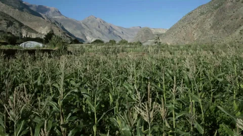 STATIC Shot: Shadows of clouds moving across the corn field. 스톡 동영상 31714478