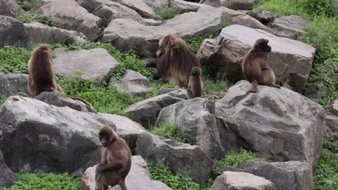 Static shot showing Gelada Monkeys resting on rocks in wilderness, medium Video stock 248112389