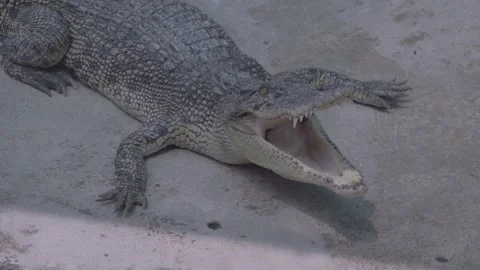 Static shot of a Siamese crocodile resting with its mouth open on the ground. Video stock 335570986