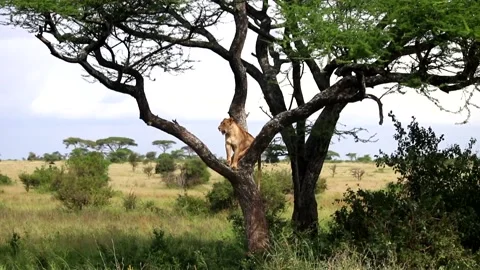 Static shot of single Lioness on top of Acacia tree observing surroundings Vídeo Stock 222059858