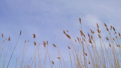 Static shot of the sky with dry tall grass in the foreground. Vídeo Stock 89860220