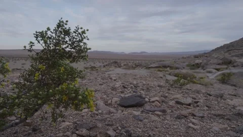 Static shot of small bush in Johnson Valley desert at dawn in breeze on ground Stock Footage 243331237