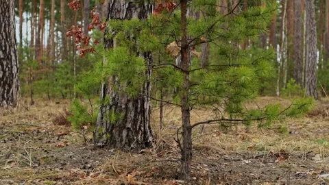 Static shot of a small pine tree with branches moving gently in the wind. 库存影片 334600790