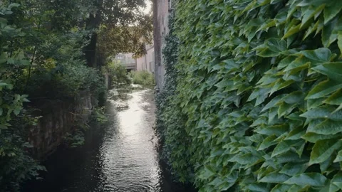 Static shot of a small river flowing through a green alley in Quedlinburg Stock Footage 311957351