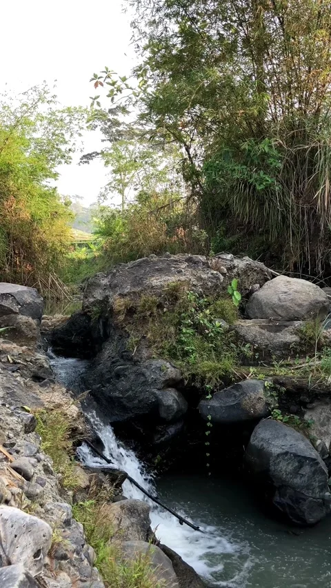 Static shot of a small stream cascading over rocks in a lush green bamboo forest 库存影片 346542875