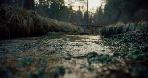 Static shot of a small stream flowing through a forest in a national reserve Stock Footage 129395915