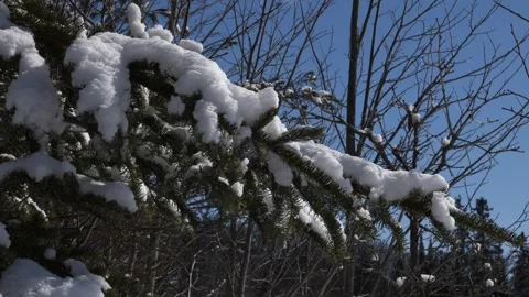 Static shot of snow covered branch in the wind, evegreen, winter wonderland 库存影片 292330579