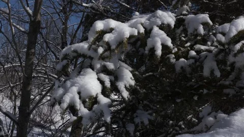 Static shot of snow covered branch in the wind, evegreen, winter wonderland Vídeo Stock 292330817