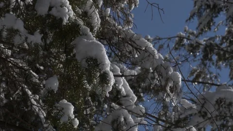 Static shot of snow covered branch in the wind, snowflakes, winter wonderland Vídeo Stock 292334835