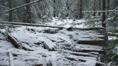 Forest Static Stock Videos – Royalty-Free HD & 4K Videos | Pond5