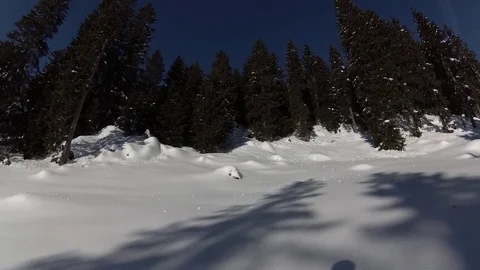Static shot of Snow Falling from Trees, Ultental, Trentino, Italy Stock Footage 83971990