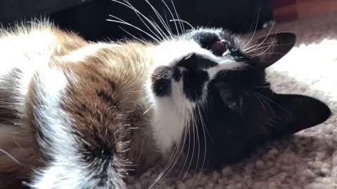 Static shot of a snowshoe cat lying on a carpet Stock Footage 158008302