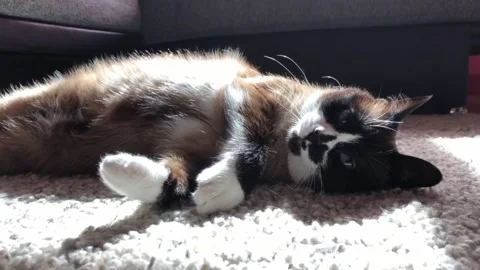 Static shot of a snowshoe cat lying on a carpet Stock Footage 158008308