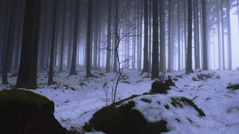 Static shot of snowy pine forest in fog with mossy rocks Stock Footage 329763240