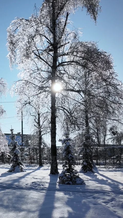 Static Shot Of Snowy Pine Trees In Winter Park Video stock 329173725