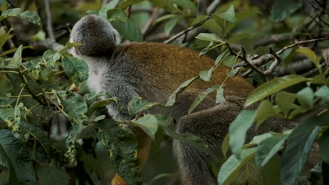 Static shot of squirrel monkey (Saimiri) Costa Rica walking on tree Stock Footage 201116772