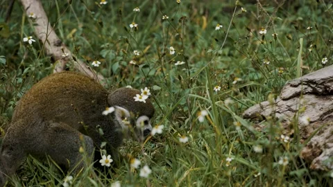 Static shot of squirrel monkey (Saimiri) Costa Rica looking in grass for Stock Footage 201118590