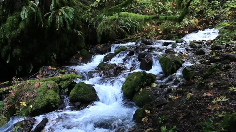 Static shot of a stream in Oregon flowing over mossy rocks in a rain forest Stock Footage 60690896