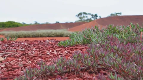 Static shot of succulent plants and red mulch in Australian garden 스톡 동영상 314885970