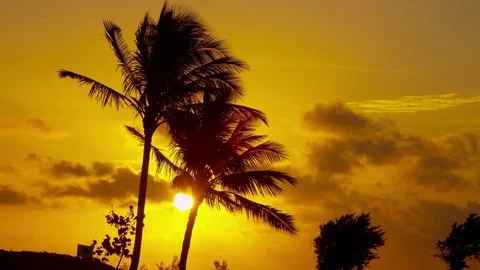 Static Shot of the Sun Setting Behind Palm Trees Stock Footage 75170294