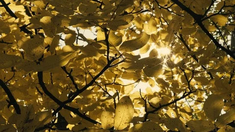 Static shot of sun shining through autumn leaves Stock Footage 106349262