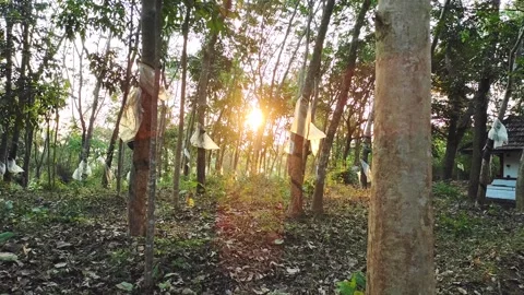 Static Shot: Sunrise at Devi Temple Rubber Forest with Sacred Wrapped Trees.. Stock Footage 327184288