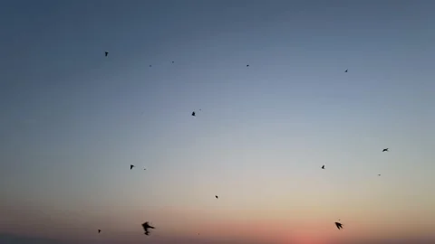 Static shot of swallow birds performing sky ballet against beautiful Stock Footage